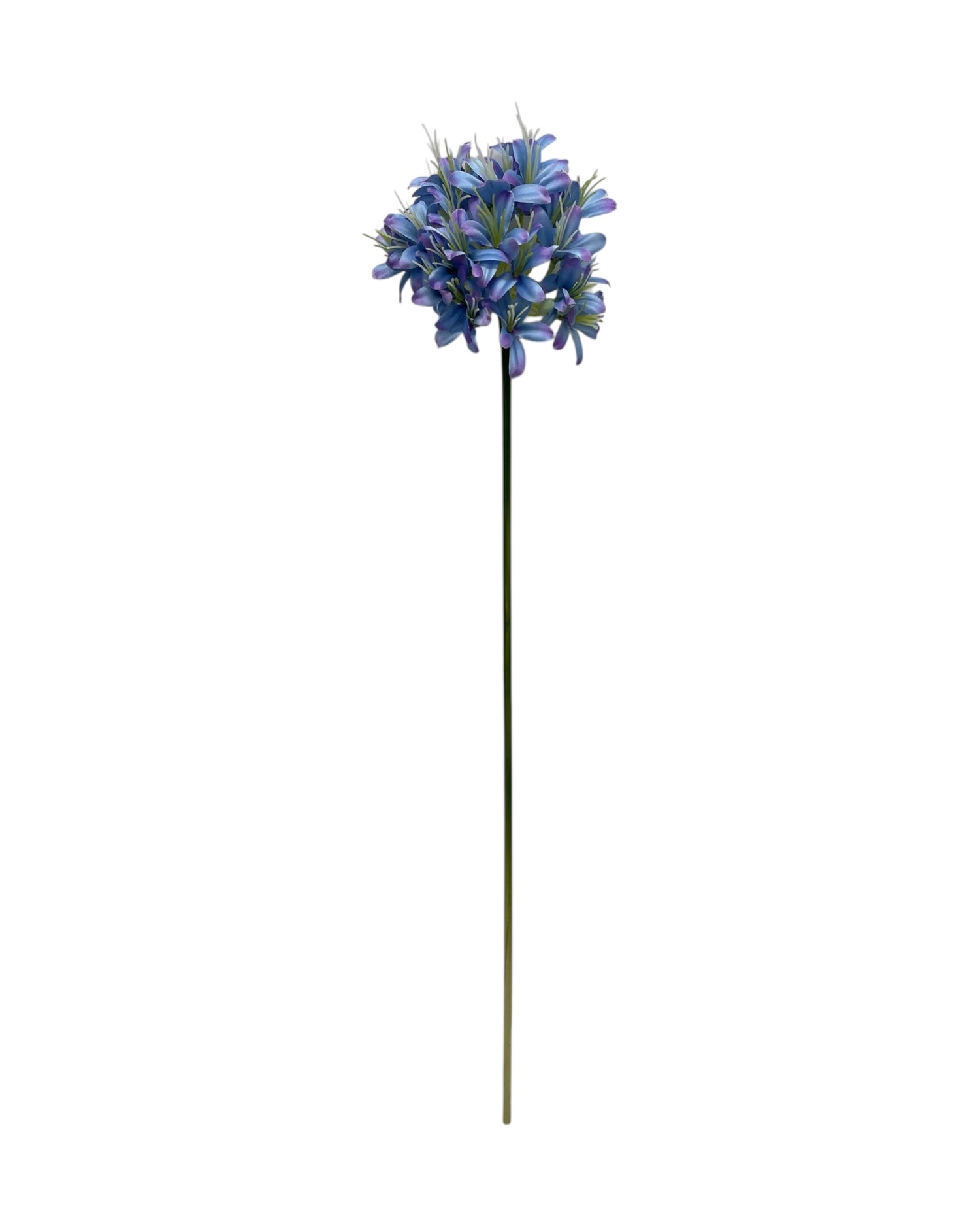 agapanthus 74cm