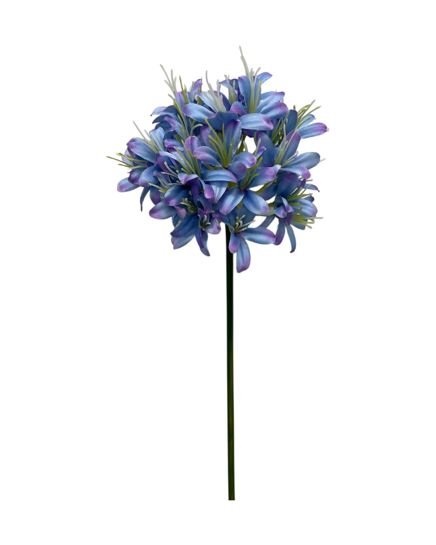 agapanthus 74cm