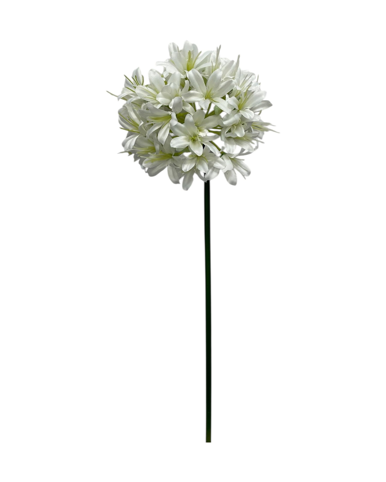 agapanthus 74cm