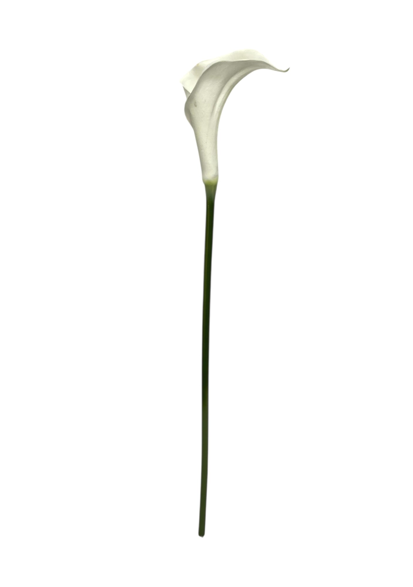 calla lilly single white 63cm