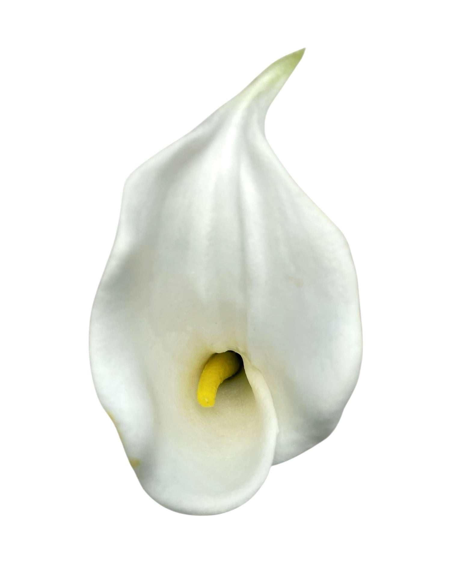 calla lilly single white 63cm