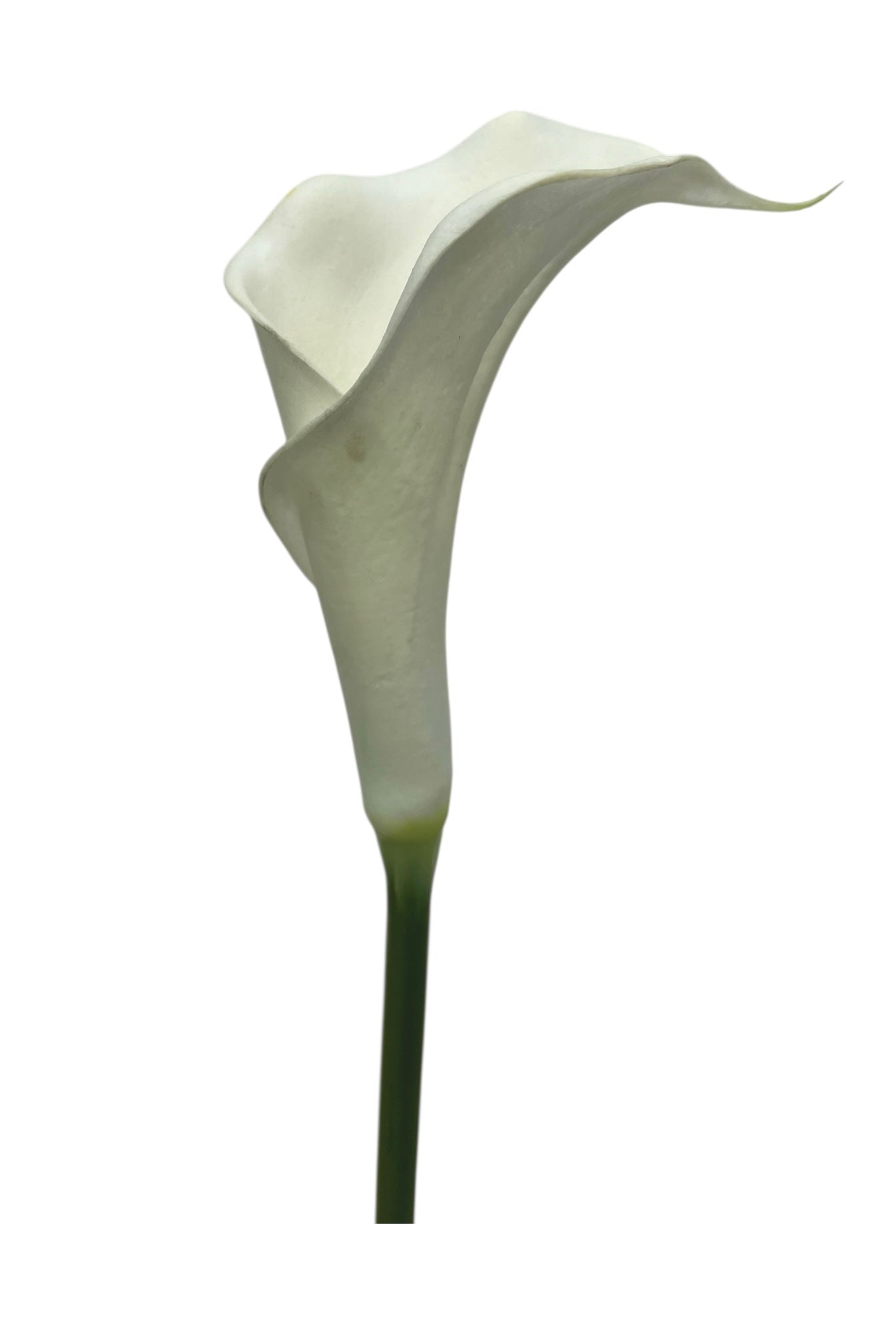 calla lilly single white 63cm