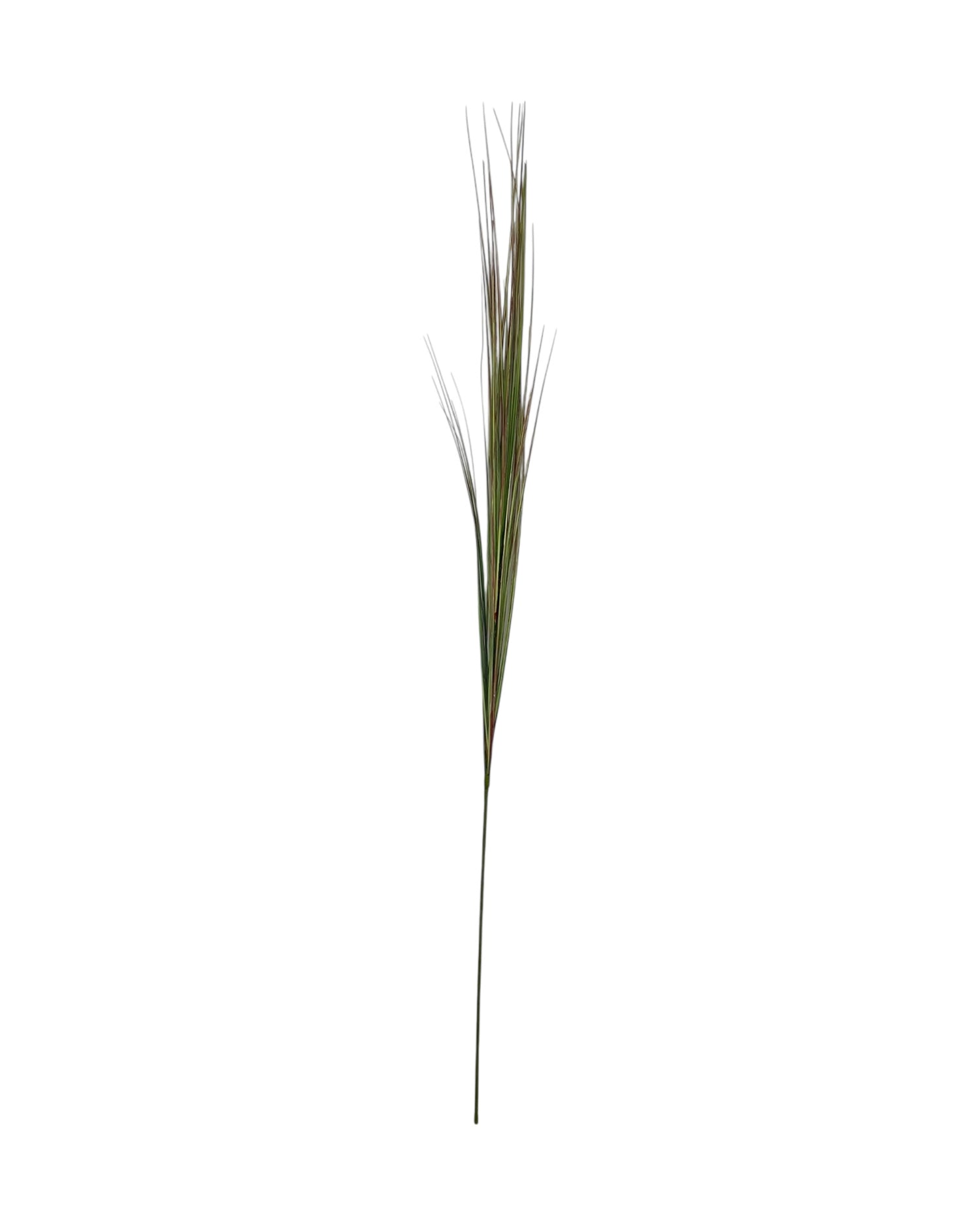 onion grass 109cm