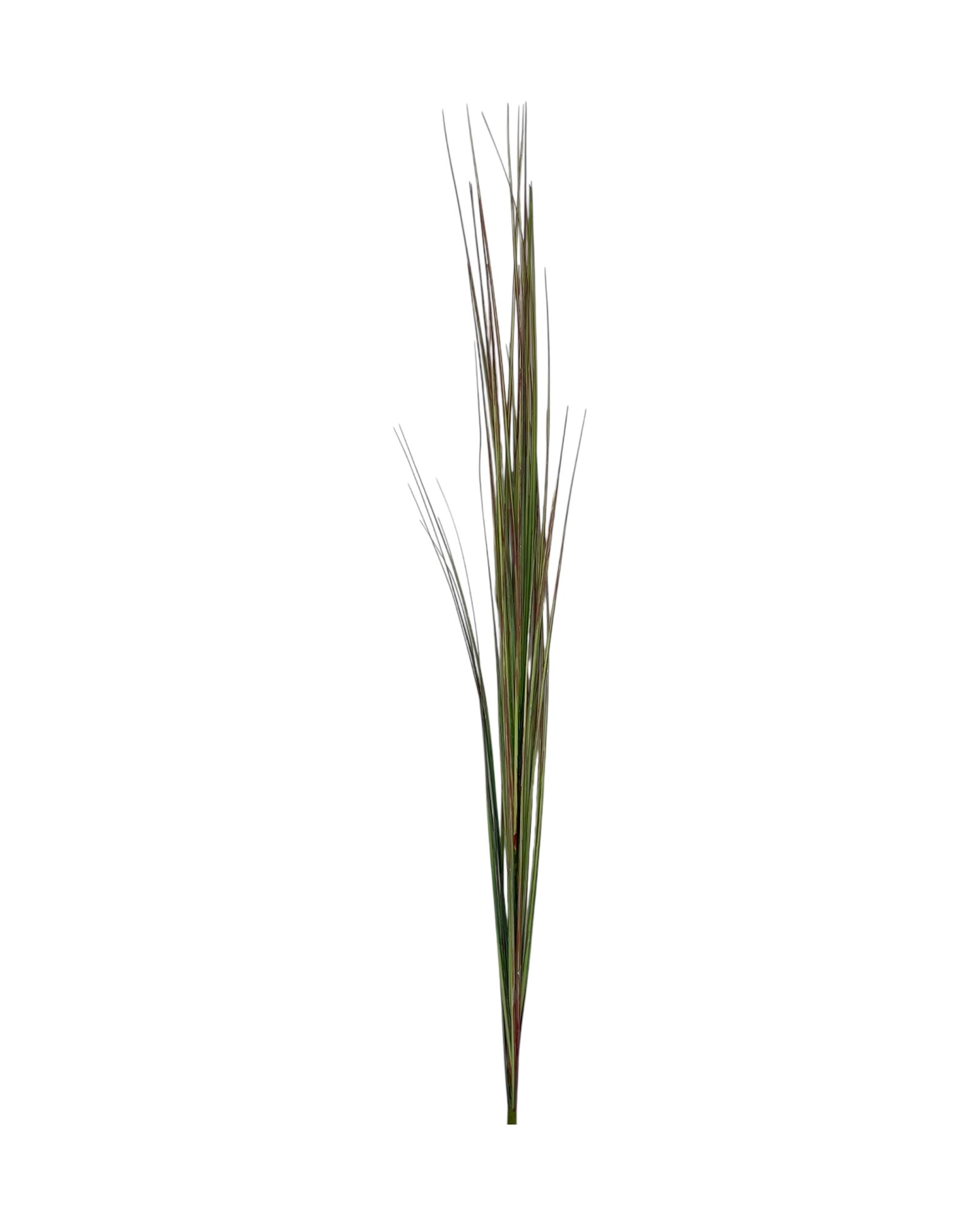 onion grass 109cm