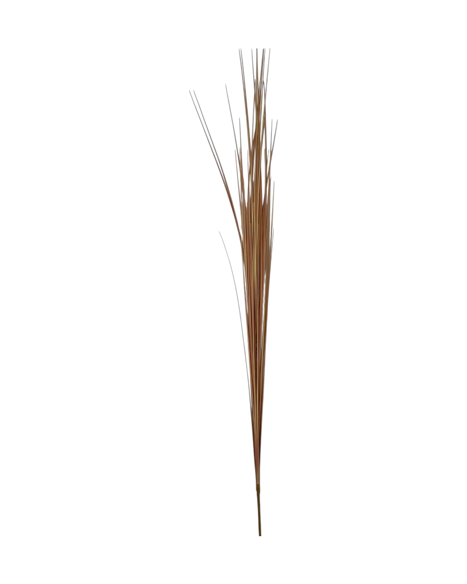 onion grass 109cm