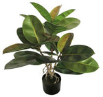 3FT RUBBER PLANT 21LVS