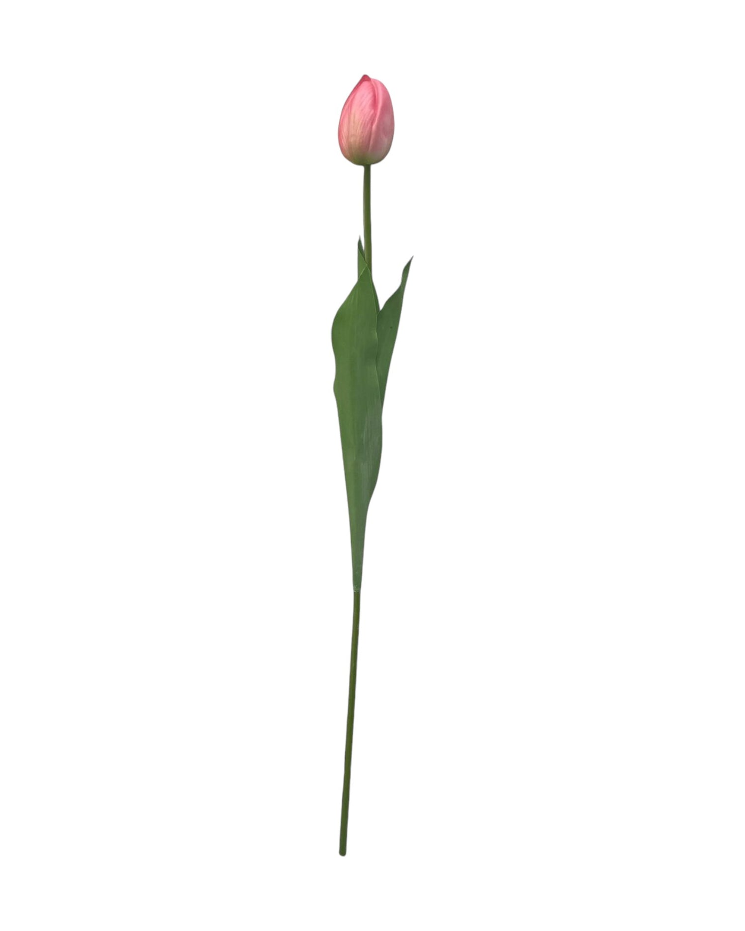 tulip 60cm