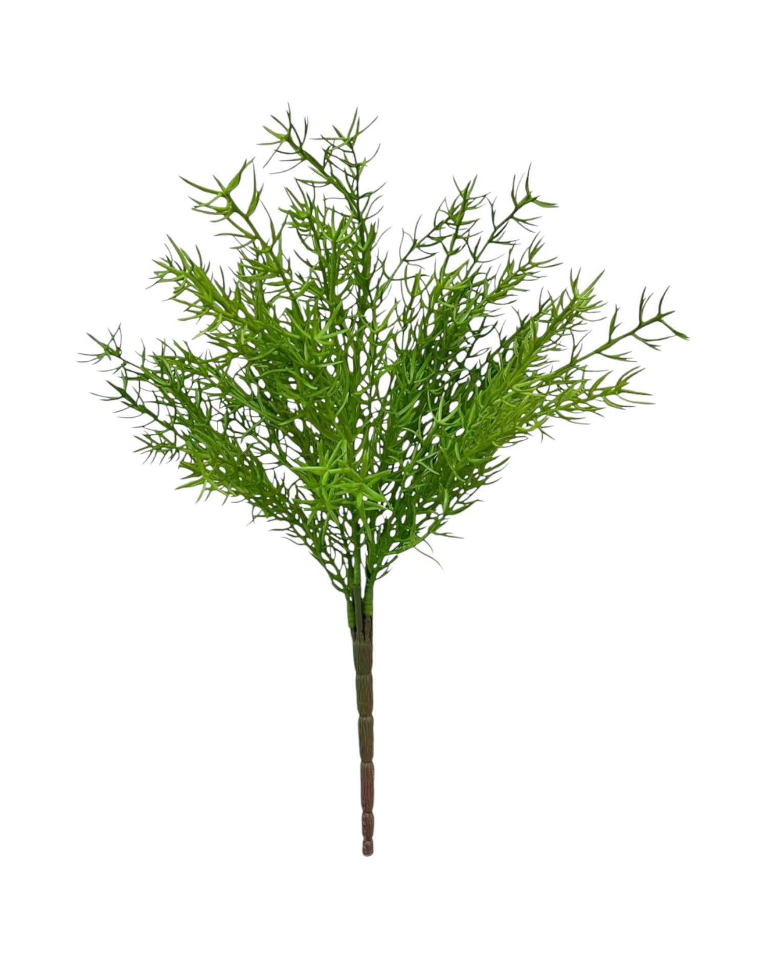 rosemary bush 40 x7