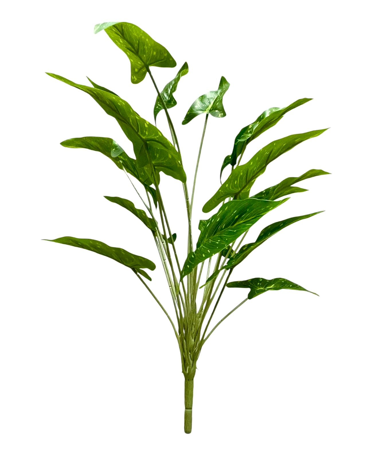 sygonium bunch 18lvs 46cm