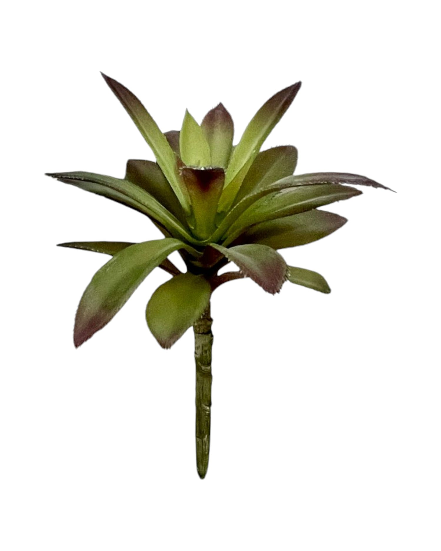 suc mini spicked agave 7'' gr/burg