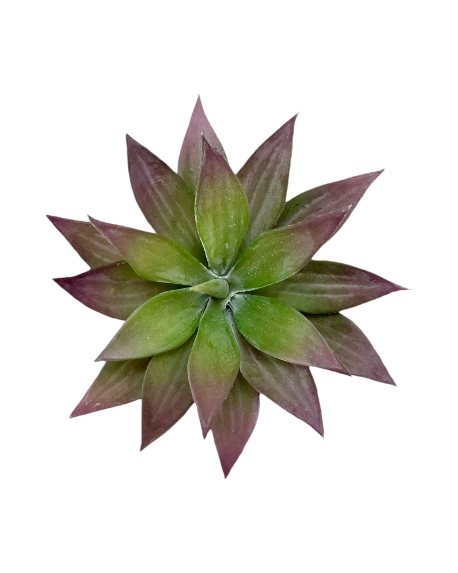 suc 6'' mini agave plant gr/burg