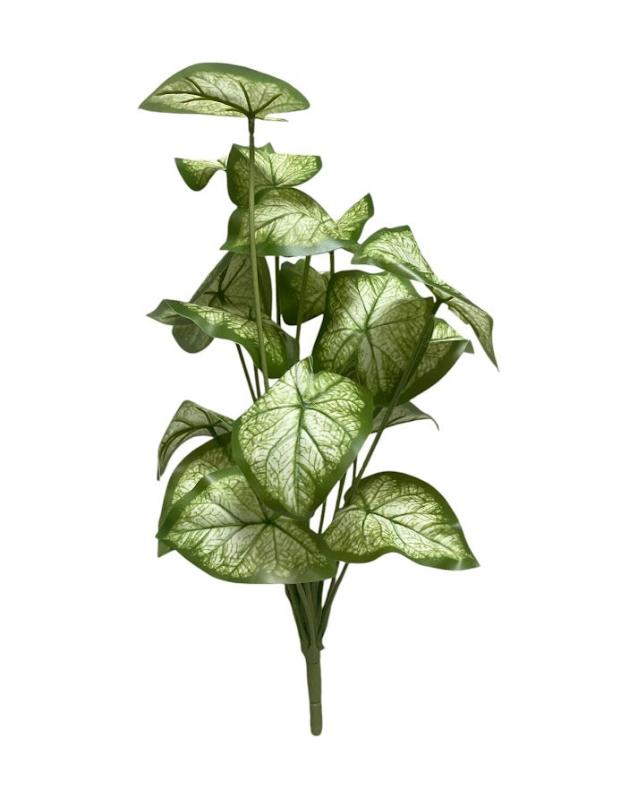 syngonium bunchx18lvs 46cm gr-y