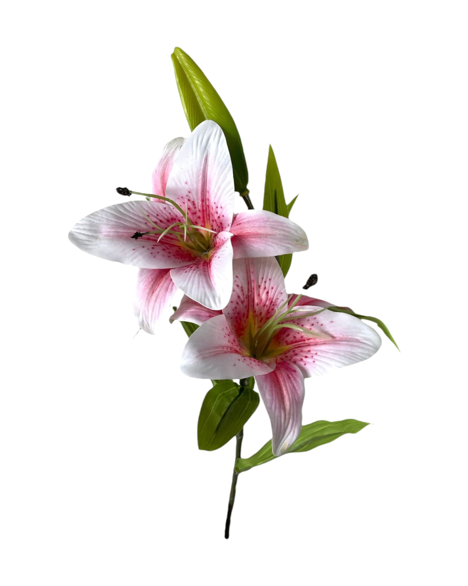 tiger lilly x3