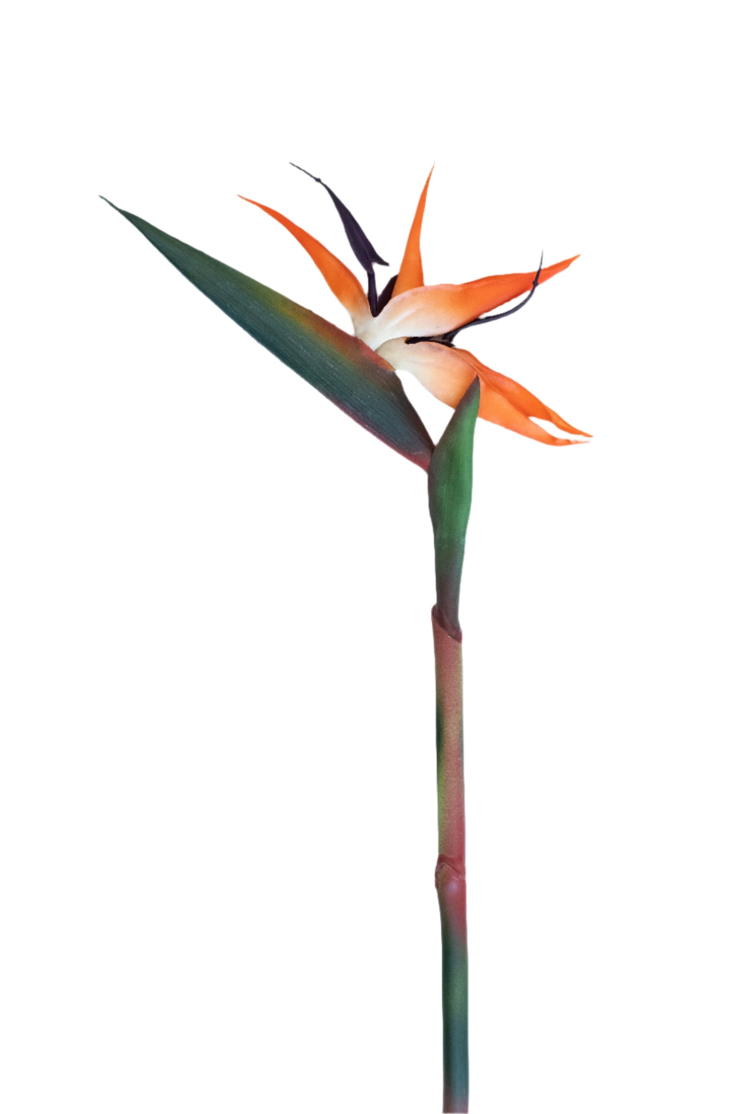 stralitzia 98cm