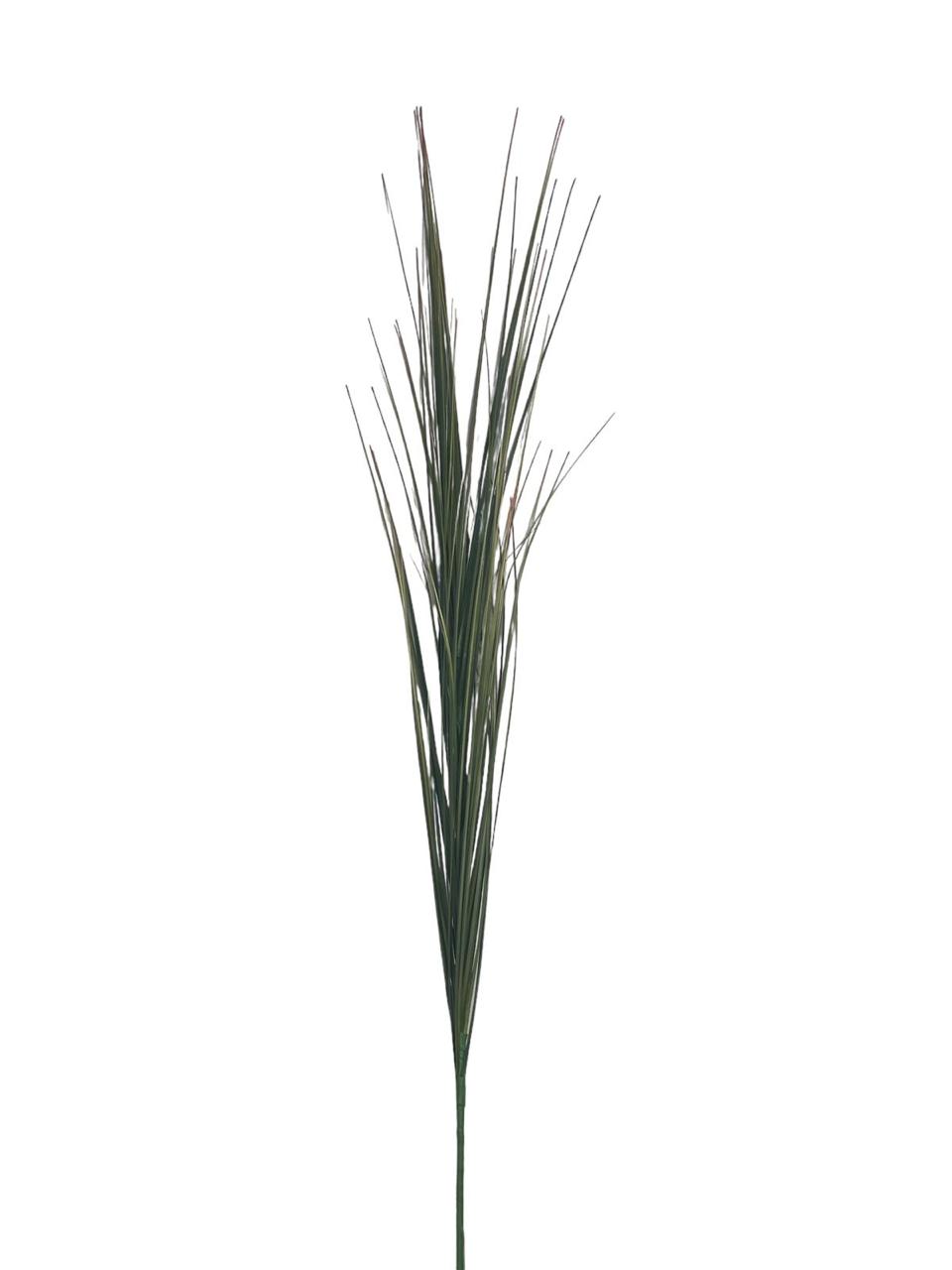 onion grass