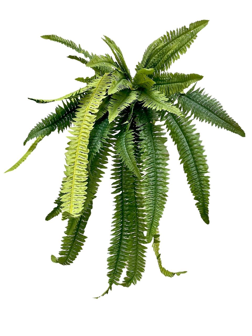 fern boston bush 100cm