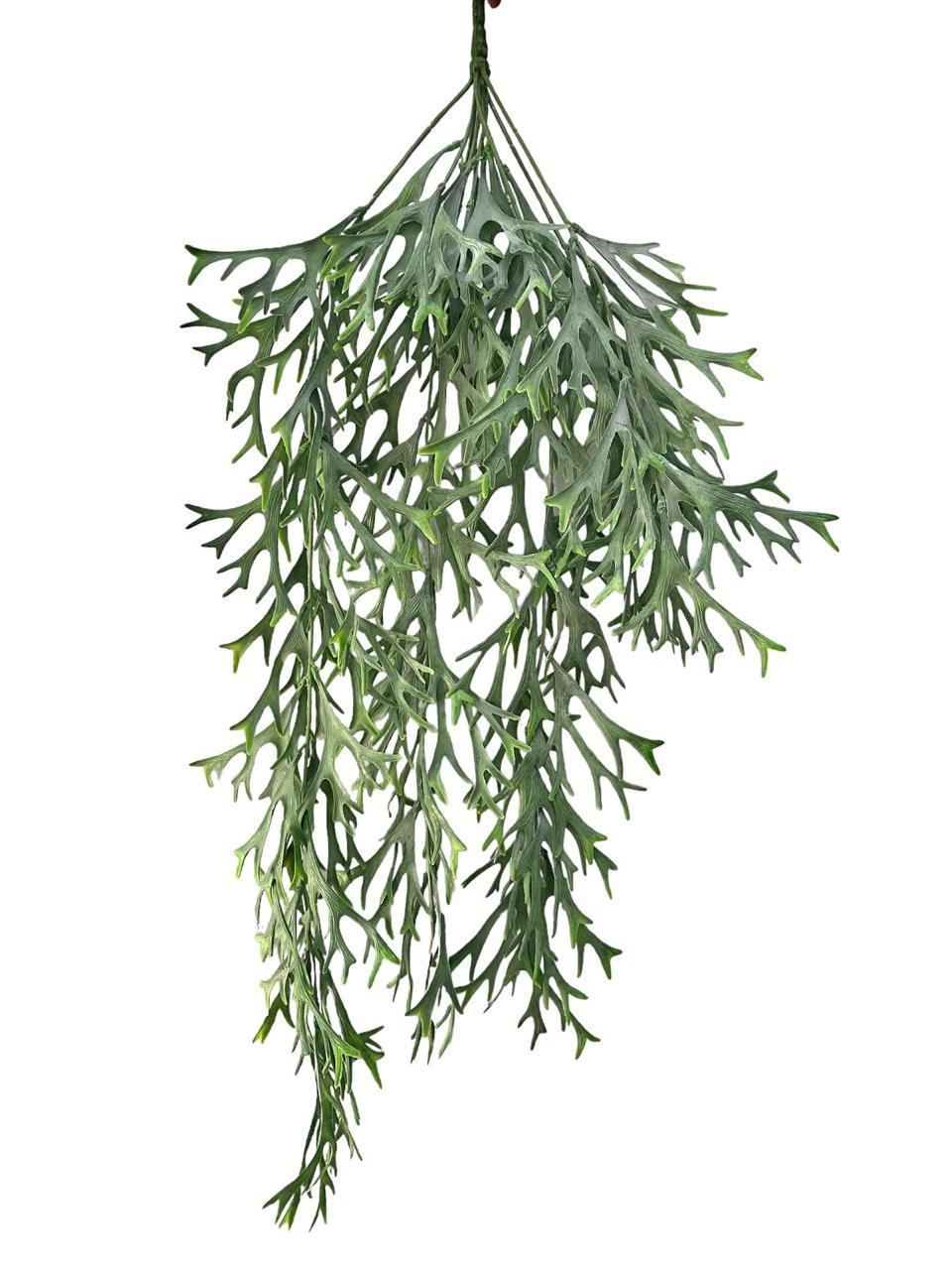 staghorn vine x9 73cm
