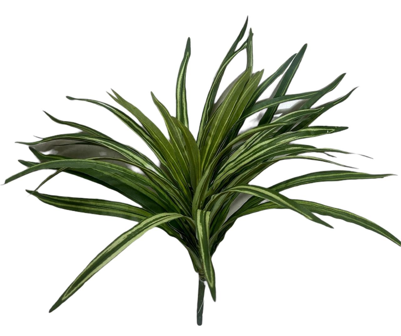 spider plant 30cm