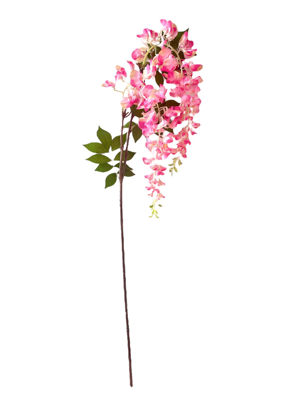 wisteria x2 115cm