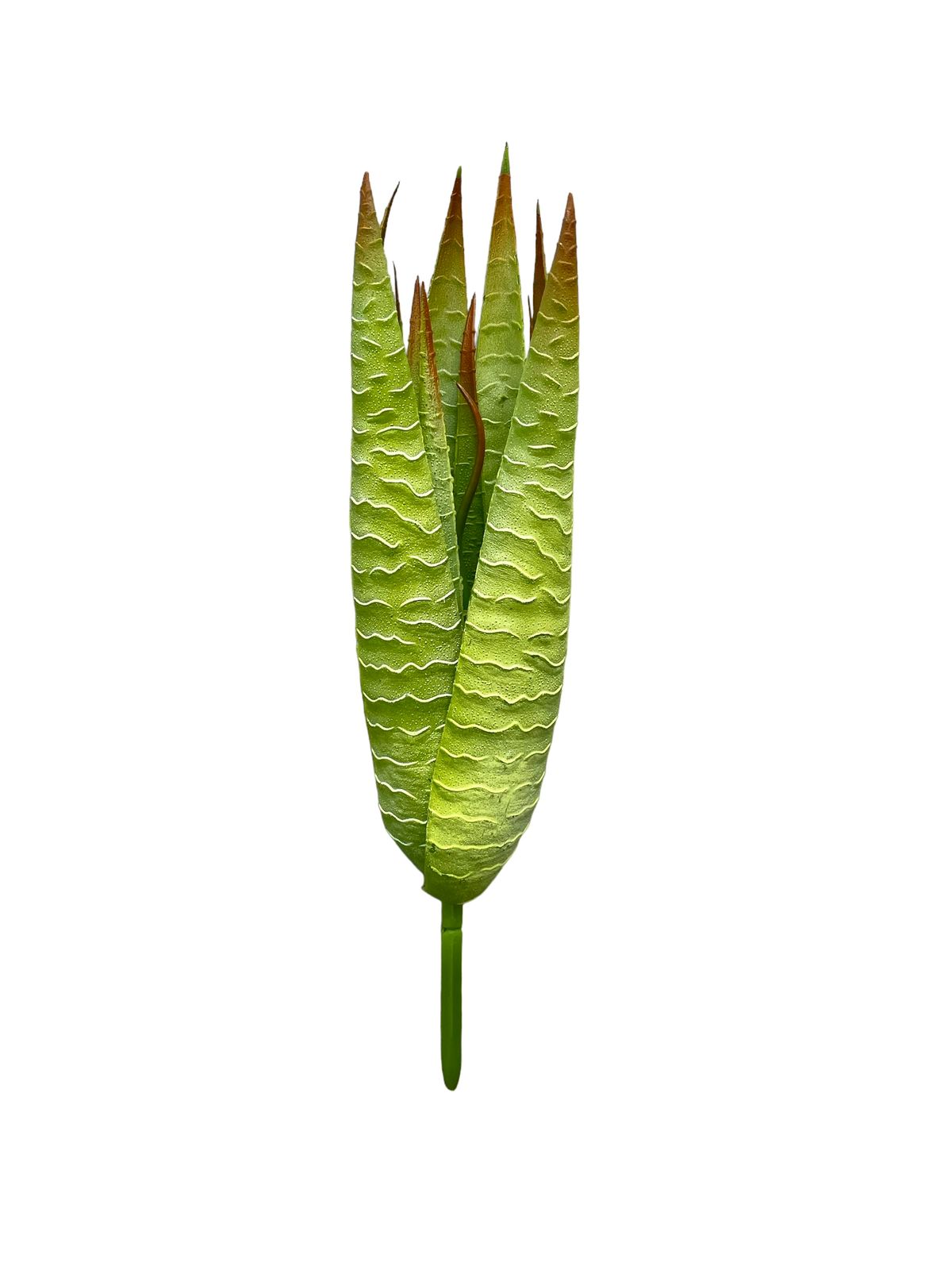 11 agave aloe green 11lvs