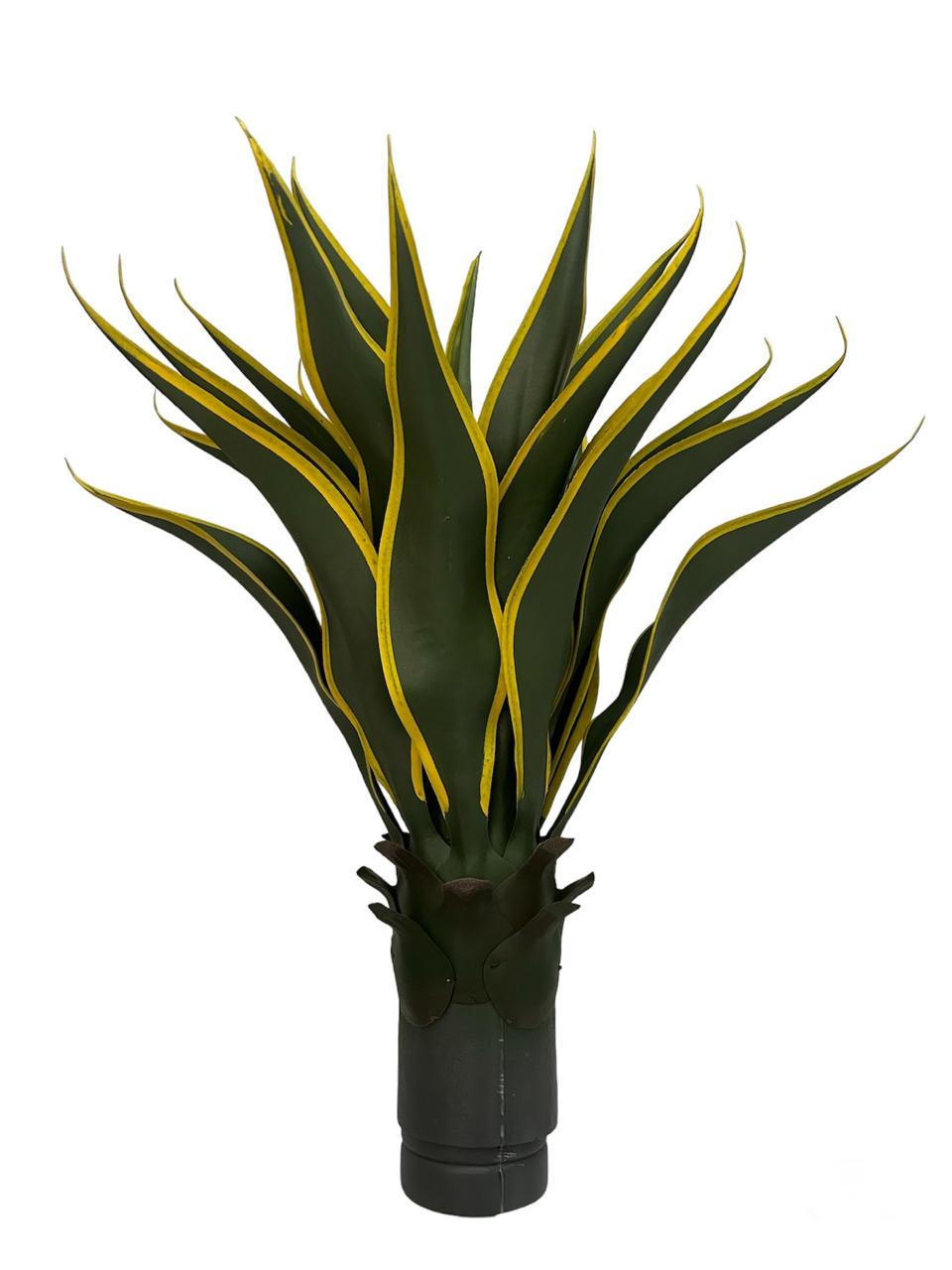 agave 60cm