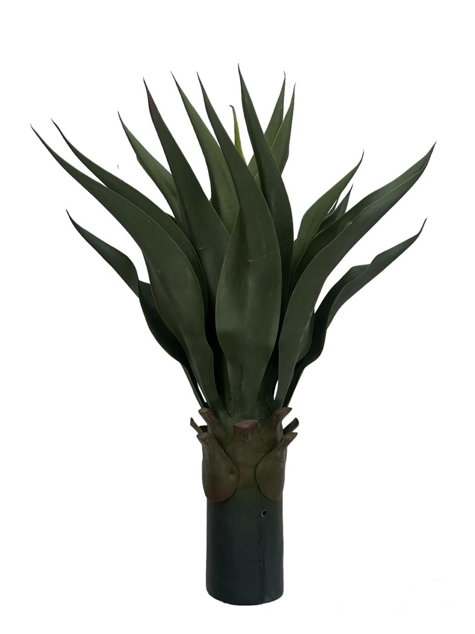 agave 60cm