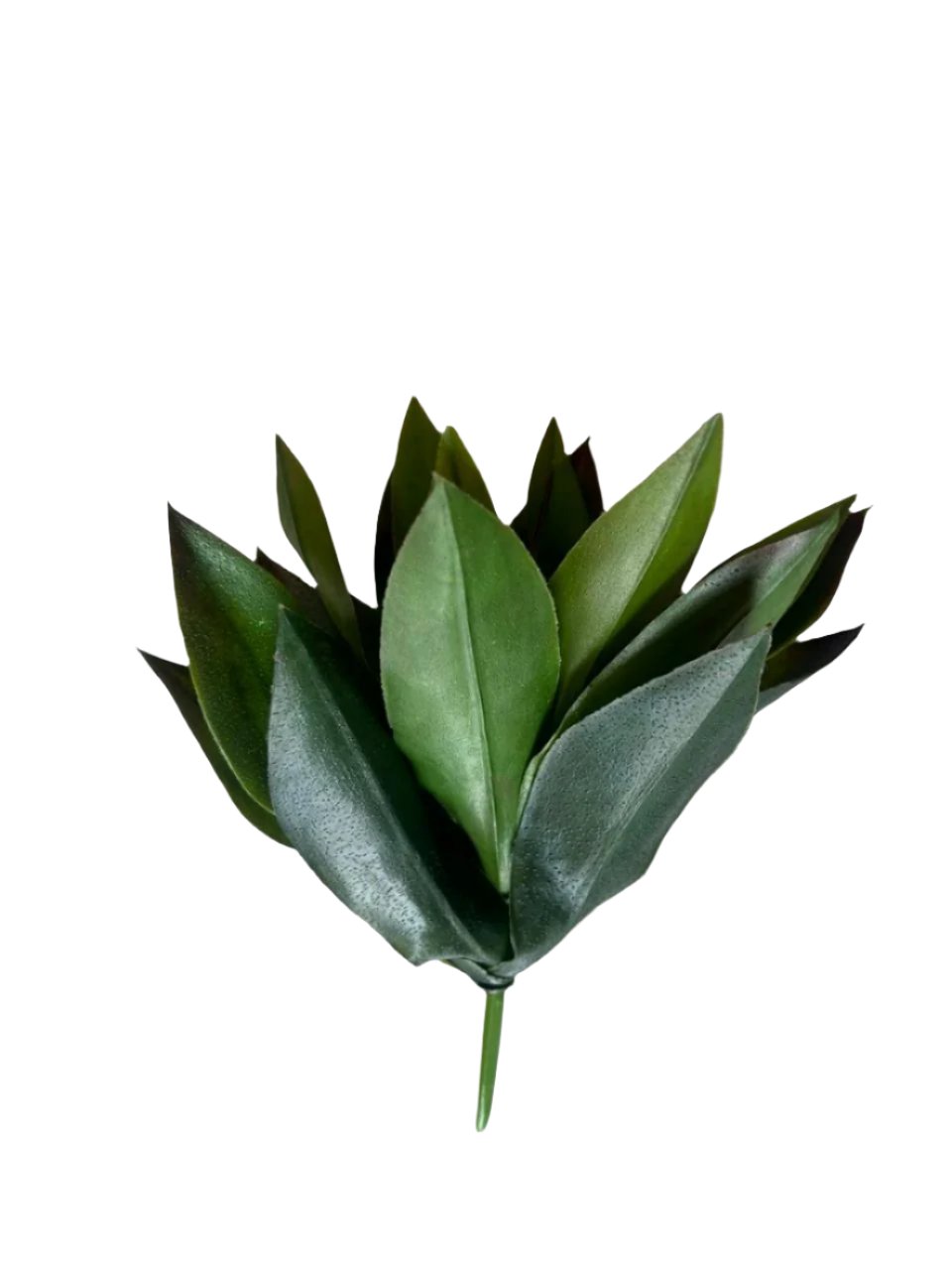 11 agave 19lvs green/red