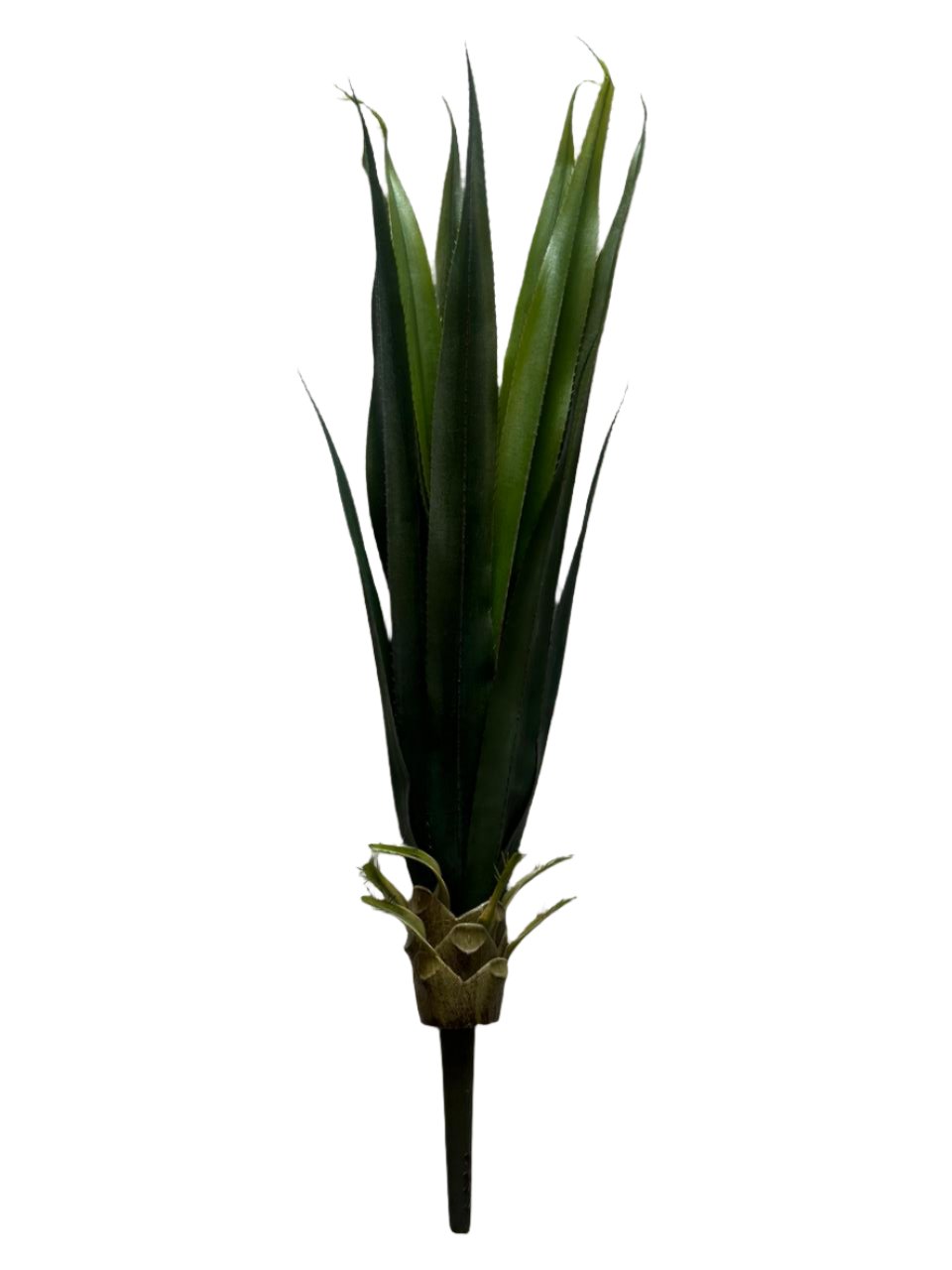 agave green