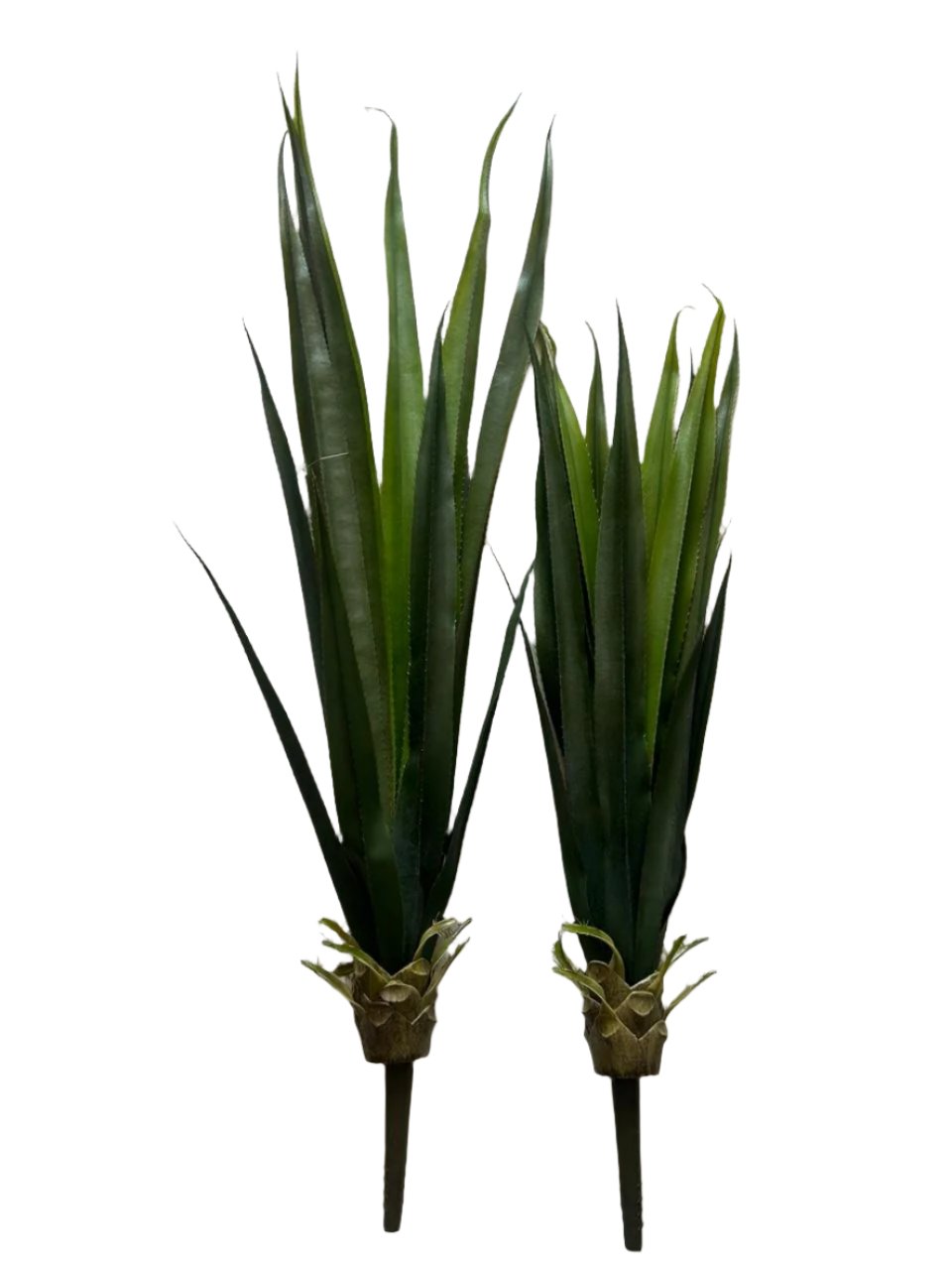 agave green