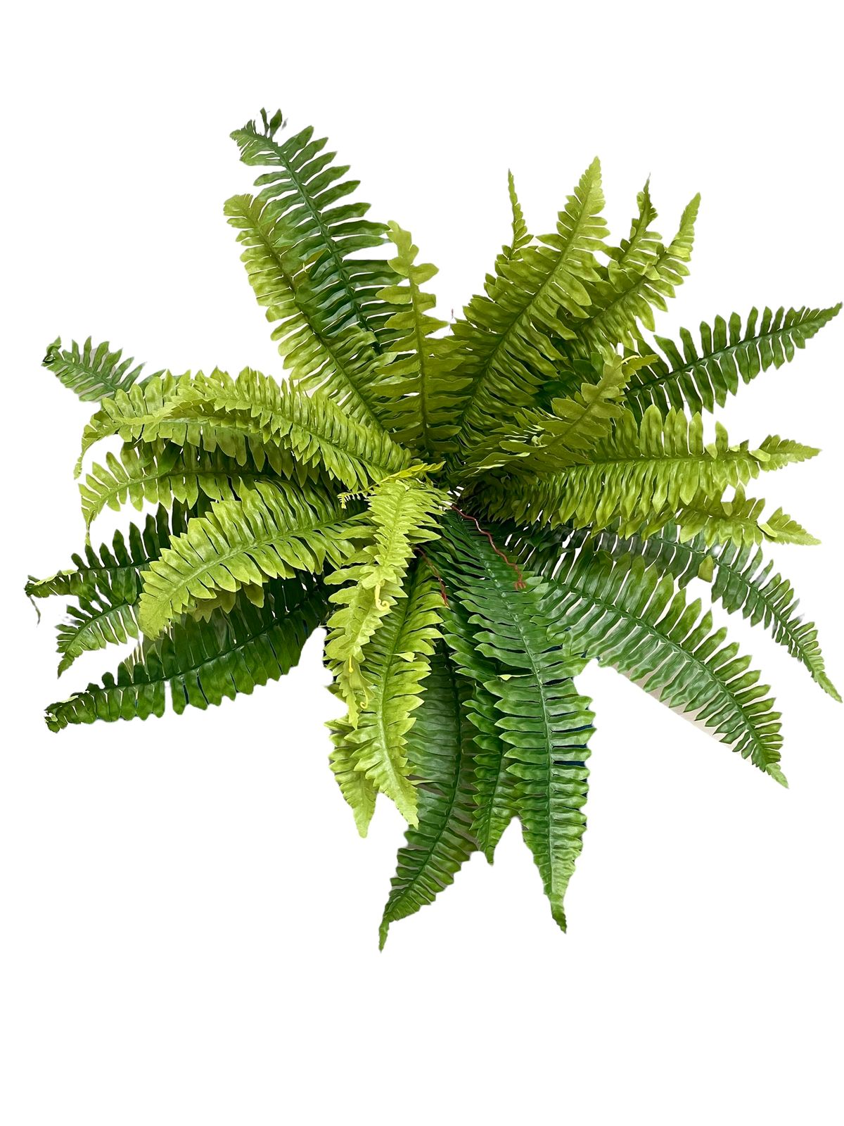 fern boston bush x4- 36lvs