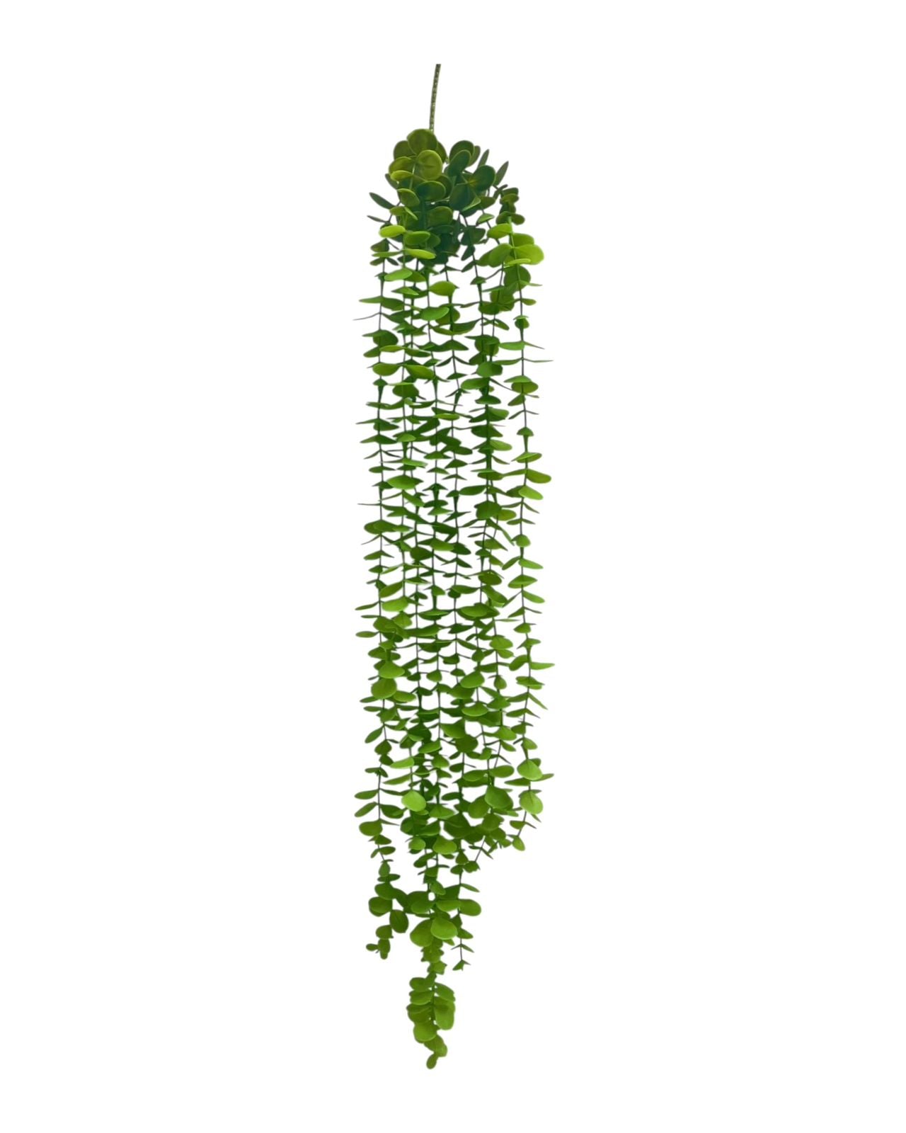 eucalyptus hanging vine x8-81cm