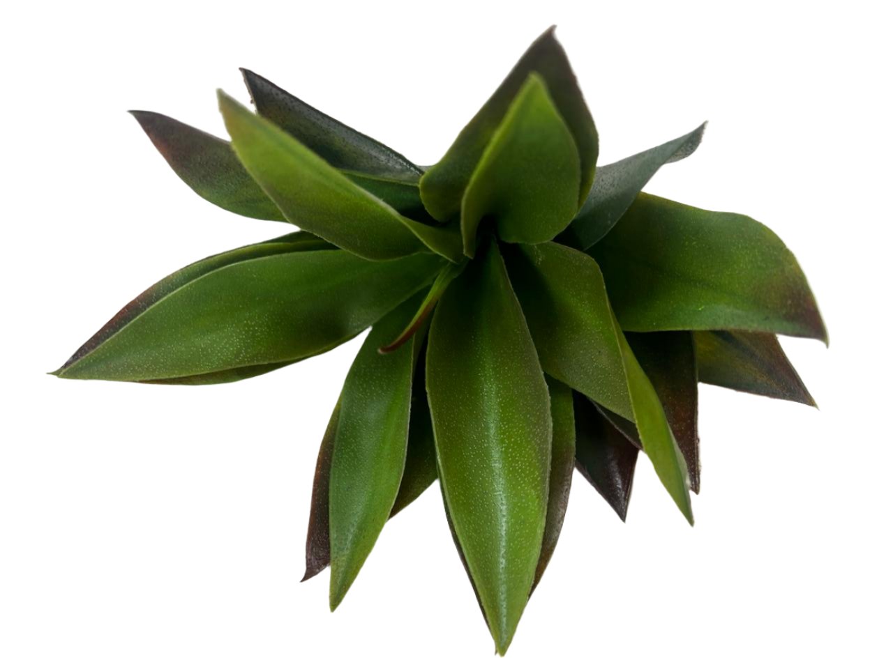 11 agave 19lvs green/red