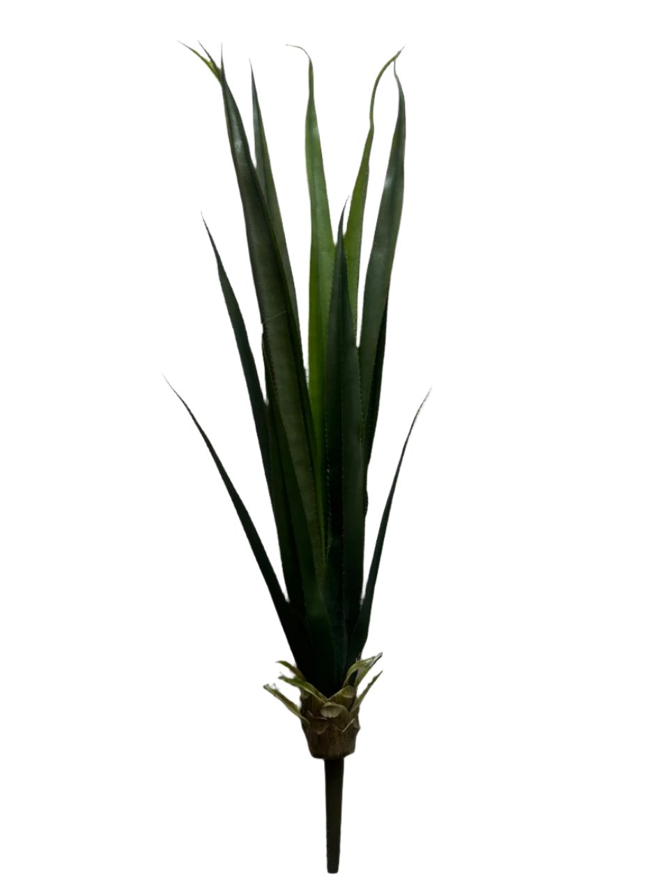 agave green