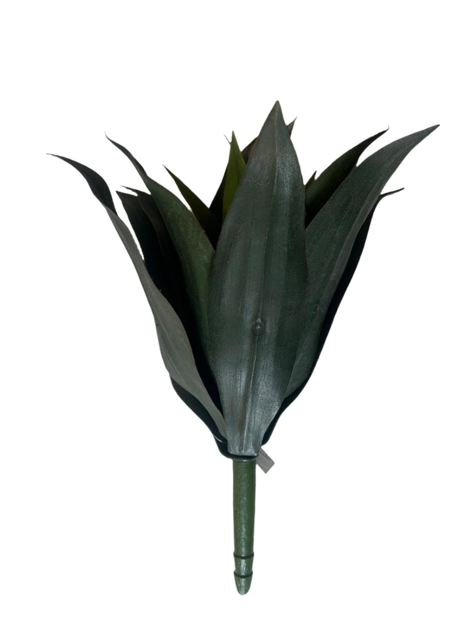 agave