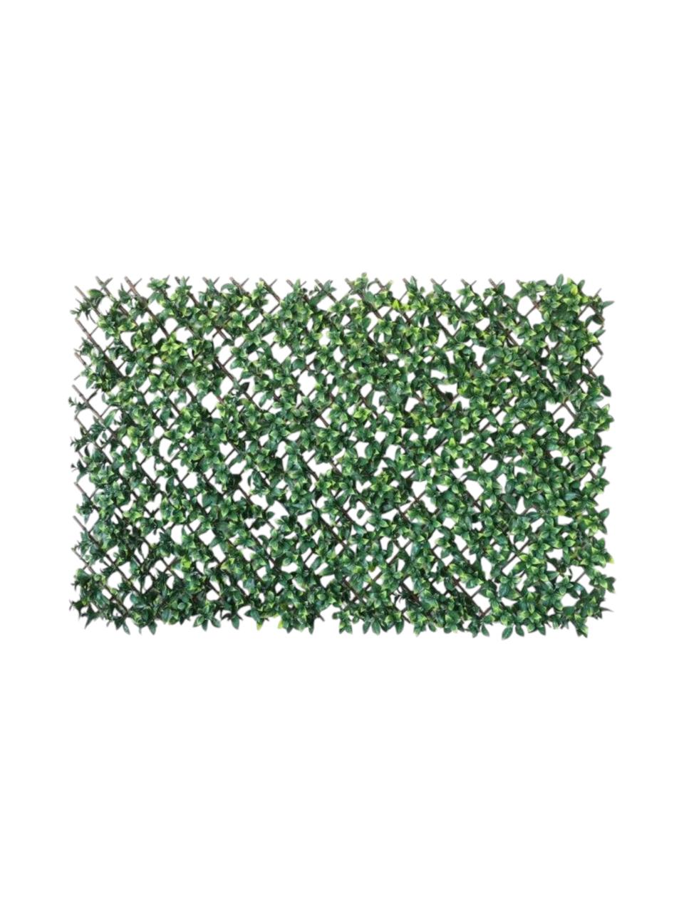 privet leaf wall trellis