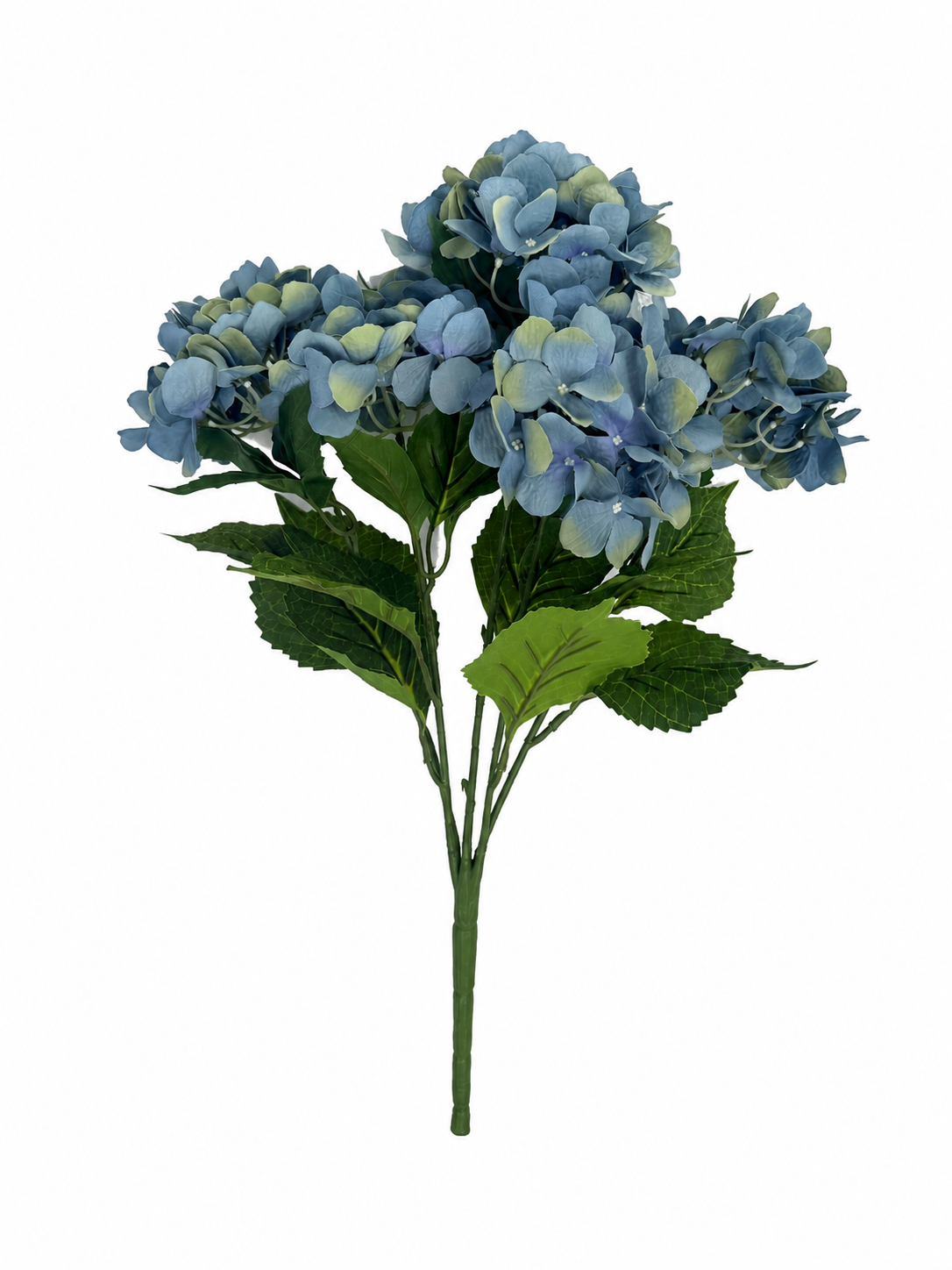 hydrangea bush