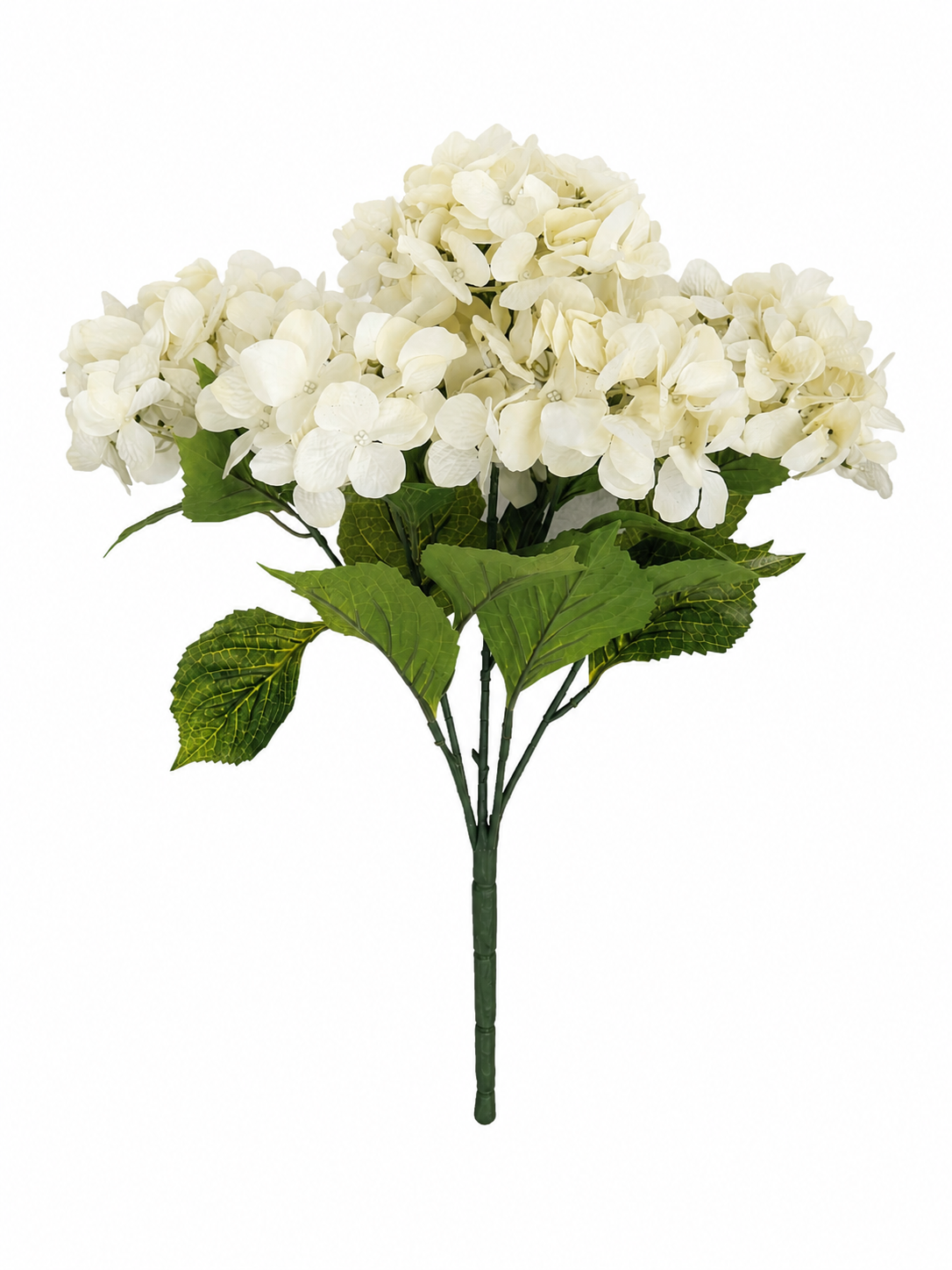 hydrangea bush