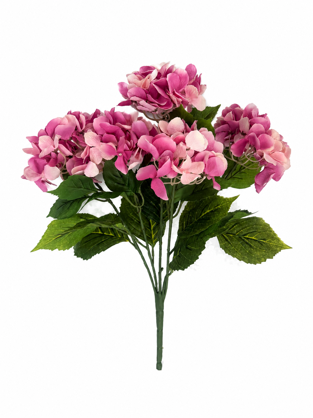 hydrangea bush