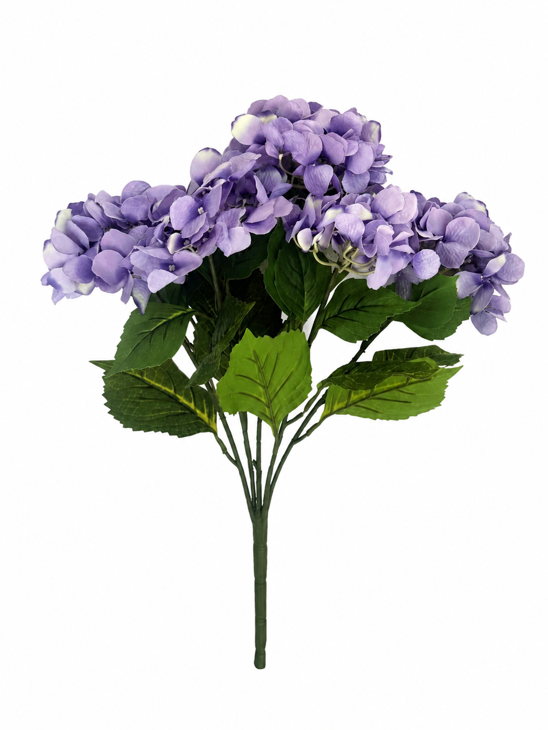 hydrangea bush