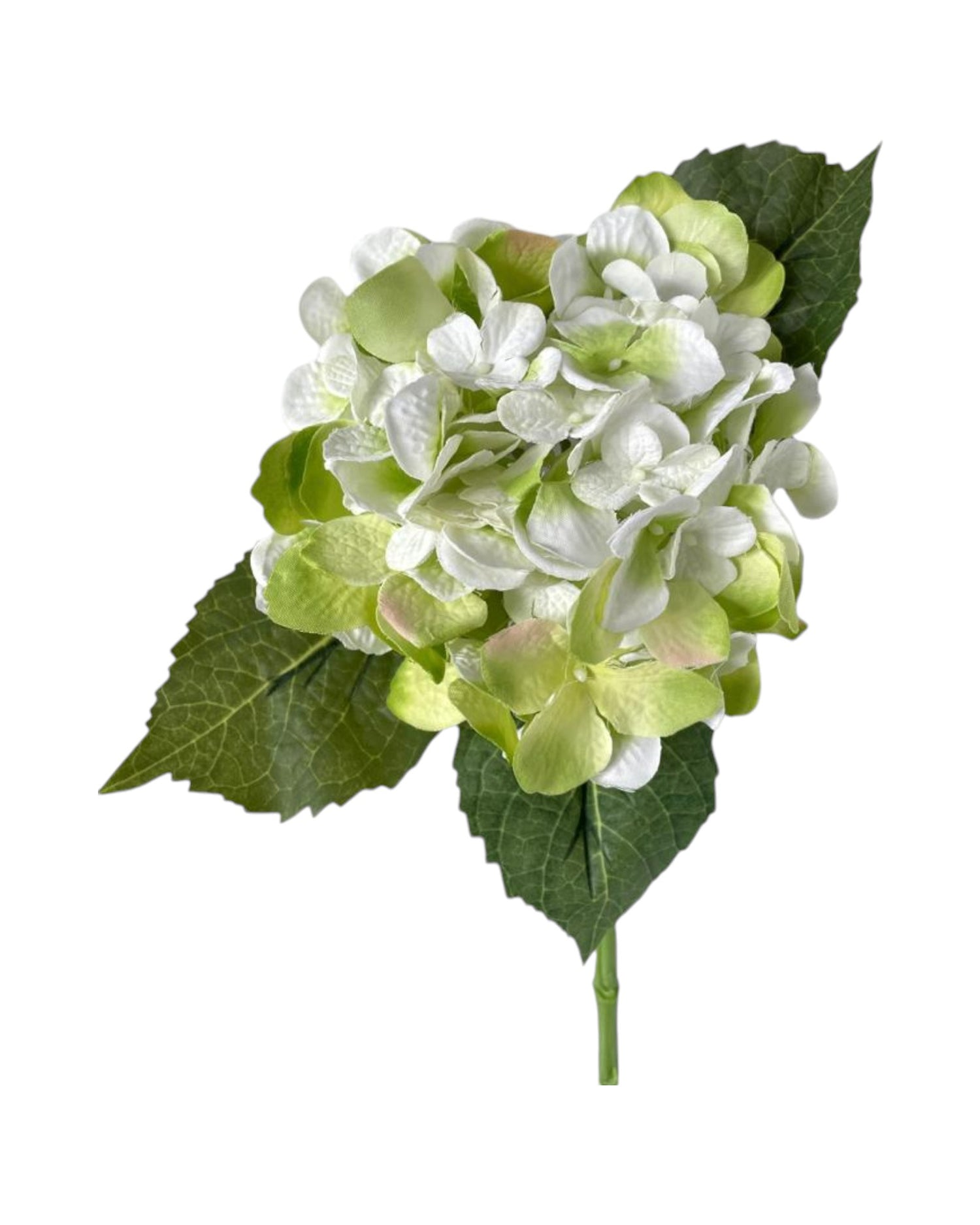 hydrangea