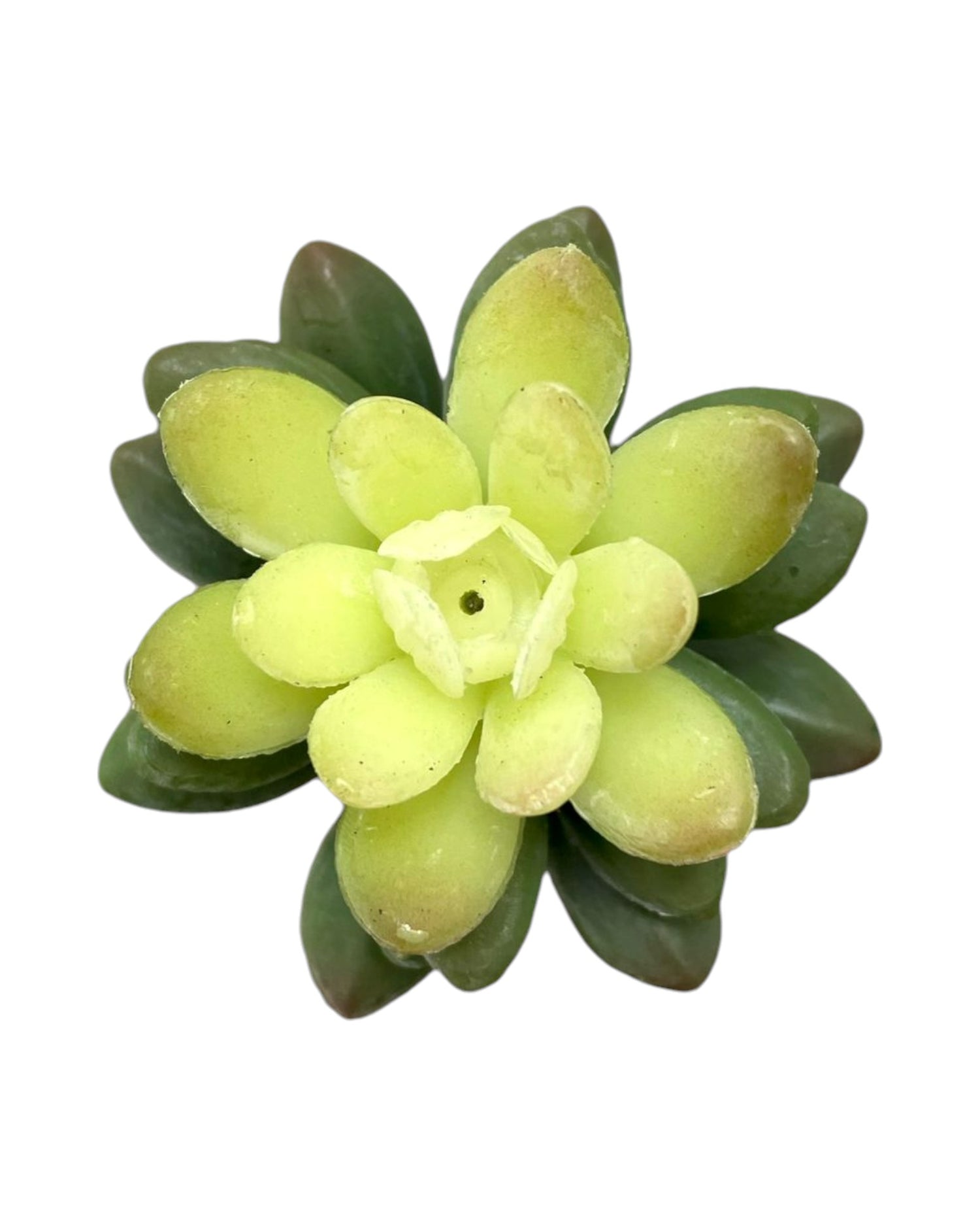 suc mini diam lotus 5'' green cream