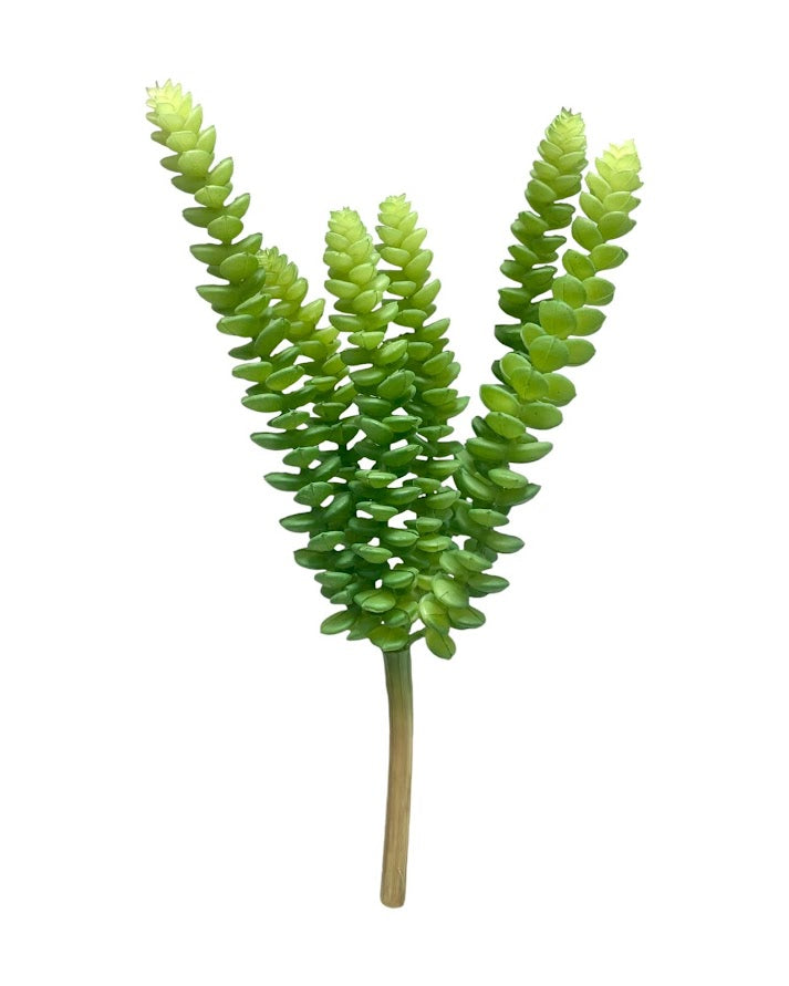 suc mini plant x 6 green