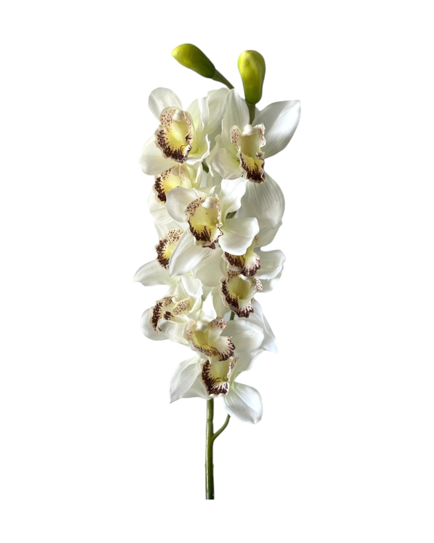 orchid cymbiduim