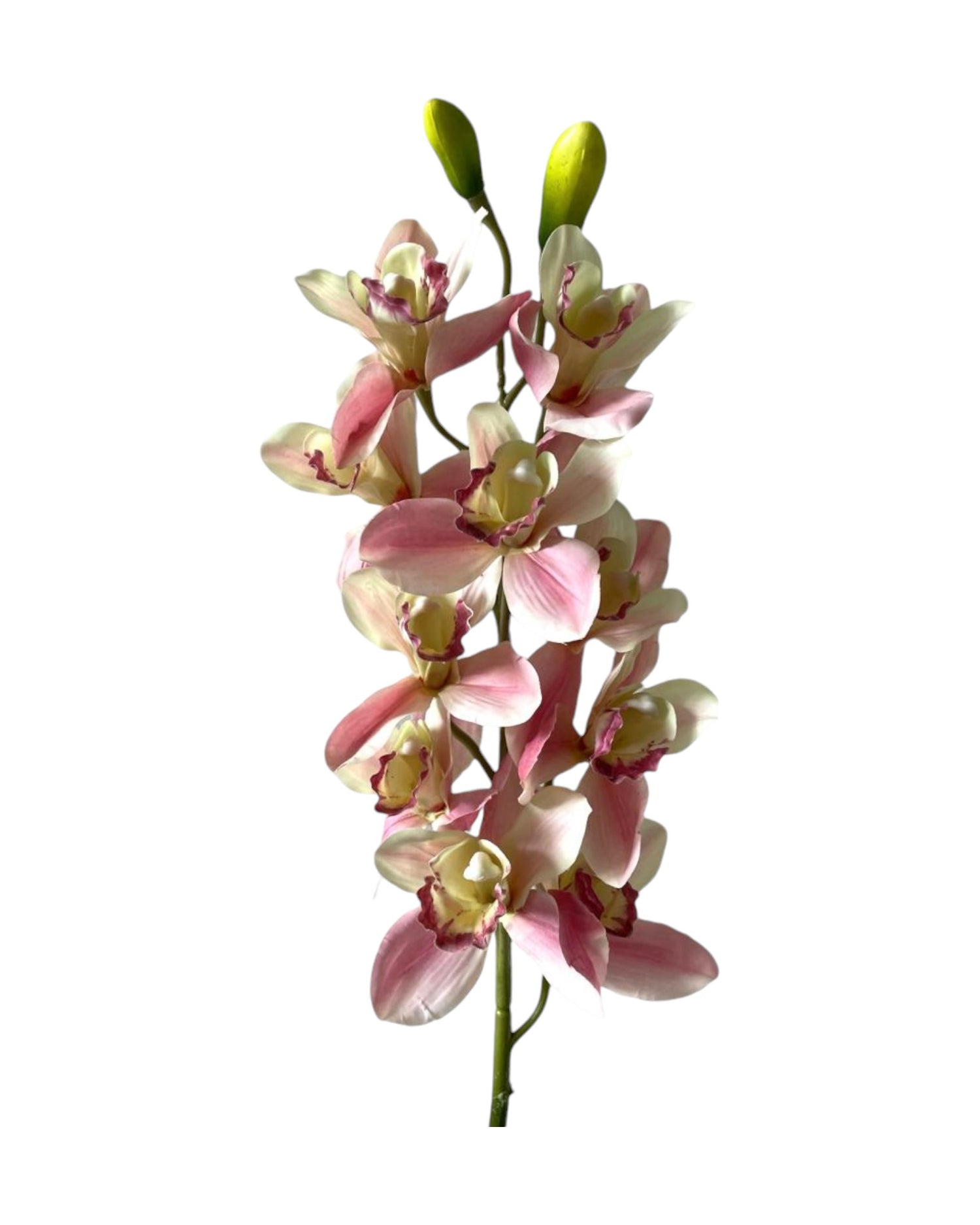 orchid cymbiduim