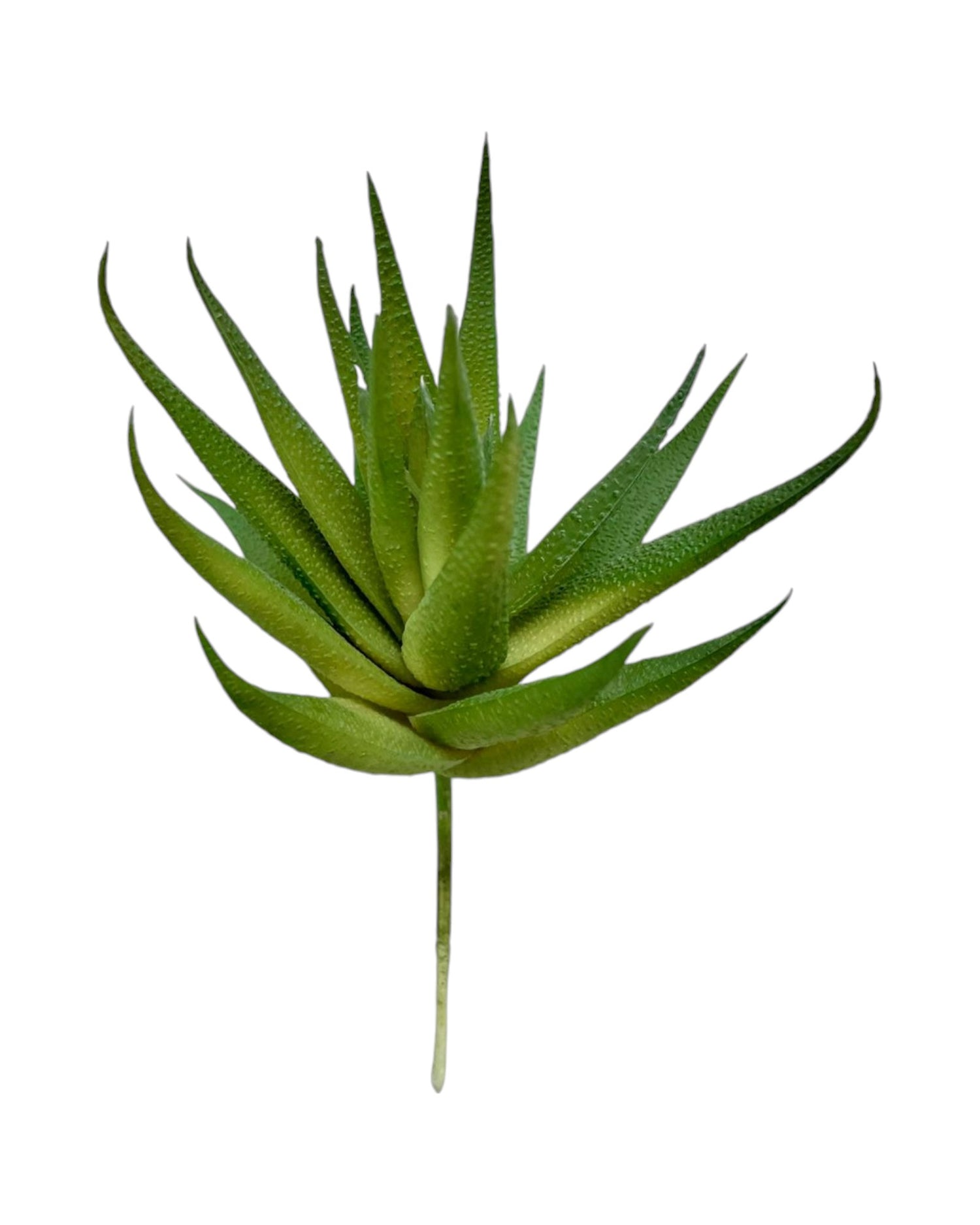 suc mini aloe 6.5'' green gray