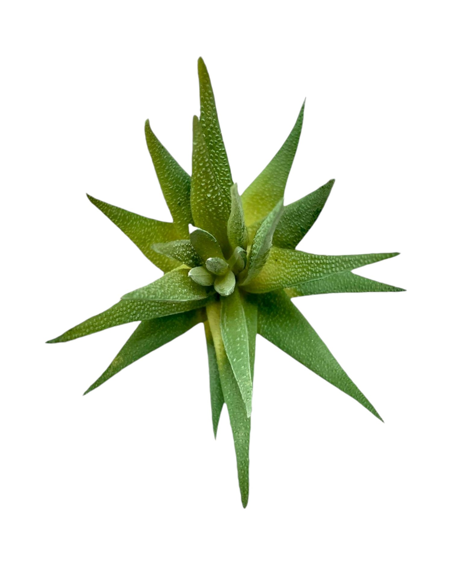 suc mini aloe 6.5'' green gray