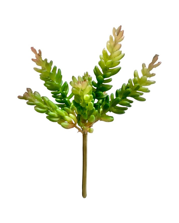 suc pine nut x 7