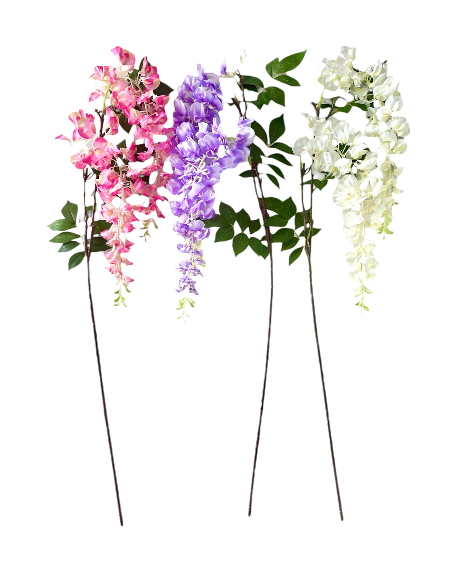 wisteria x2 115cm