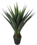 AGAVE GAINT 40'' 24LVS