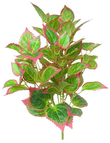 18 COLEUS BUSH X 10 91LVS RED EDGE